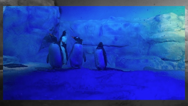 pinguinos 2